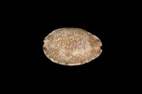 藏品(阿拉伯寶螺)的圖片